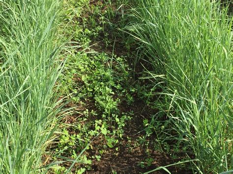 Its Time For Frost Seeding Using Legumes To Meet Nitrogen Needs