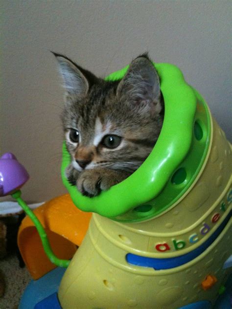 Funny Cats Part 15 44 Pics Amazing Creatures