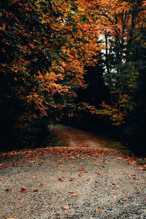 Road Trees Autumn Fallen Leaves Hd Phone Wallpaper Peakpx