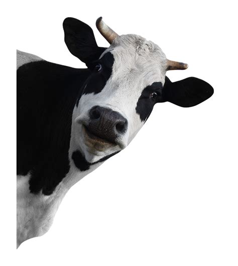 Cartoon Cow Png Image Bmp Name
