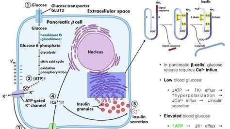 Cimetidine, ranitidine, famotidine, nizatidine antihistamines: The Mechanism of Insulin Release by Pancreatic β-cells ...