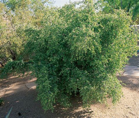 Search 12 homes for sale in hackberry, tx. desert hackberry | Drought tolerant plants, Plants, Desert ...