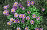 Pictures of Aster Flower Photo