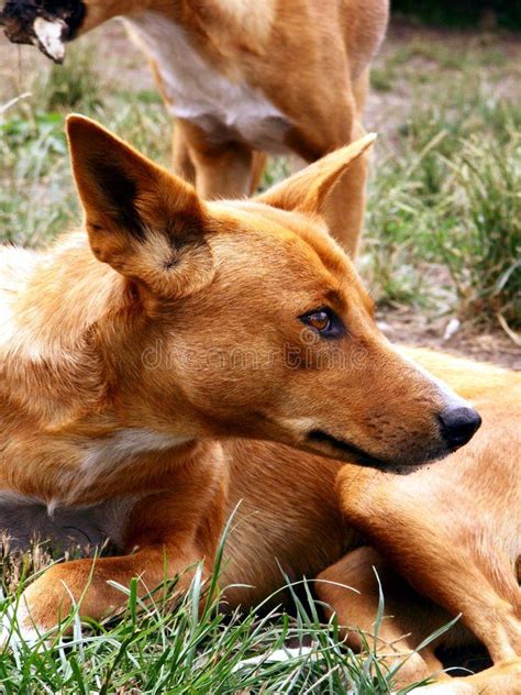 Australian Dingo Portrait Of A Red Australian Dingo Sponsored