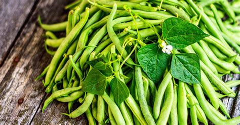Green beans will stop producing when temperatures climb into the high 90°s and 100°+ but will resume once the temperatures lower. best tasting green beans to grow