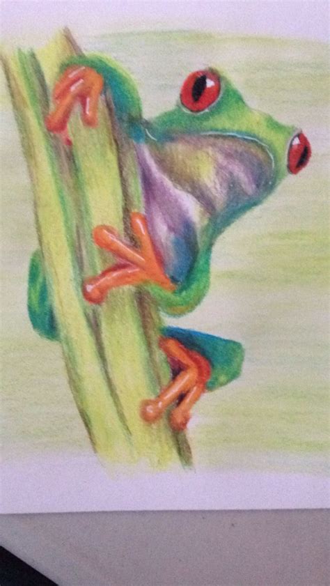 Tree Frog In Coloured Pencil Drawings Painting Art