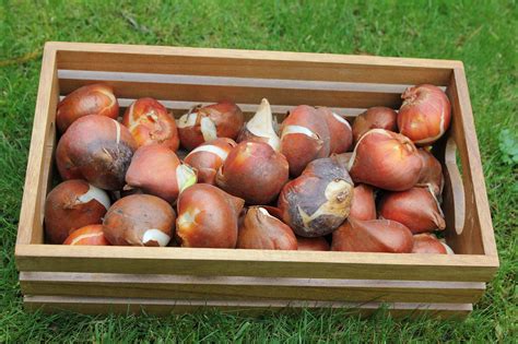 Guide To Fall Bulb Planting What To Plant When And How Lawnstarter