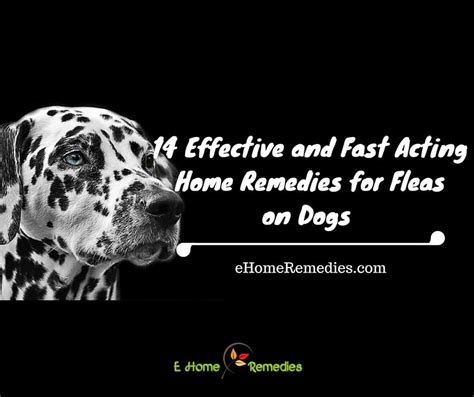 14 Effective And Fast Acting Home Remedies For Fleas On Dogs