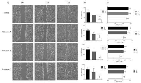 Wound Healing Assay