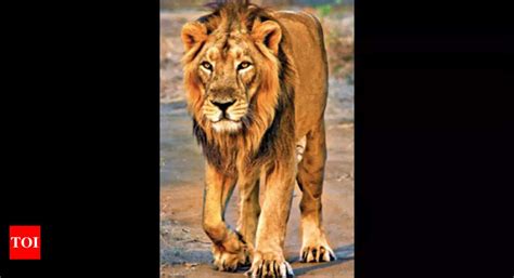 Asiatic Pure Bred Asiatic Lions From Sakkarbaug Set To Fly Abroad