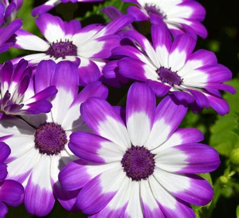 purple white daisies HD Wallpaper | African daisies, Purple, Daisy