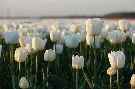 Ý Nghĩa Hoa Tulip Nguồn Gốc Đặc điểm Cách Trồng And Chăm Sóc Cách