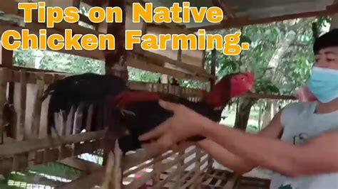Tips In Native Chicken Farming Freerange Chicken In Philippines Youtube