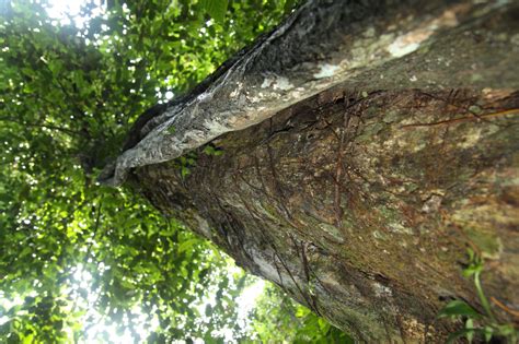 Apa saja sih flora dan fauna di kalimantan timur yang sudah langka dan terancam punah? Mengenal Flora dan Fauna Taman Nasional Kutai - Ditjen Konservasi Sumber Daya Alam dan Ekosistem