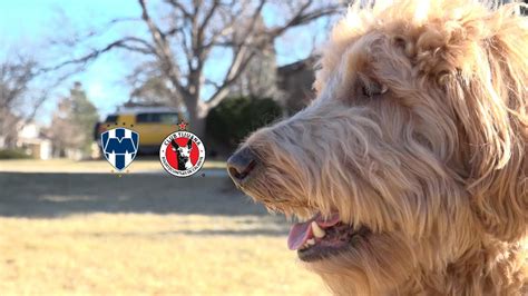 You can watch monterrey vs. Chewie The Match Predicting Dog: Tijuana Vs Monterrey