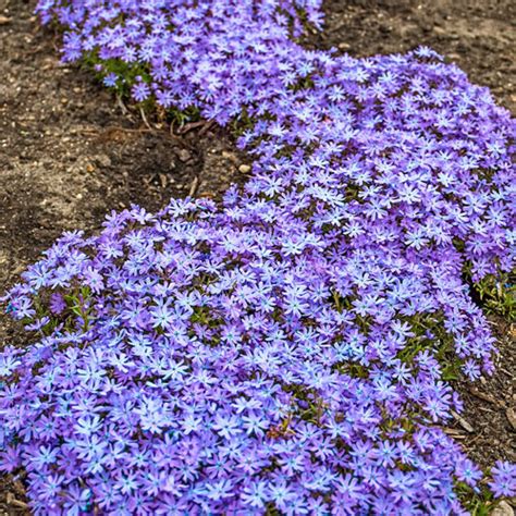 Ground Cover Phlox Bedazzled Pink K Van Bourgondien