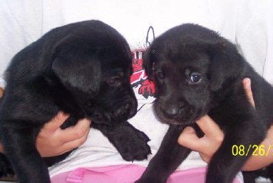 Thursday, june 17, 2021 @ 10:00 am. Beautiful Chocolate Lab Puppies FOR SALE ADOPTION from Lesterville South Dakota @ Adpost.com ...
