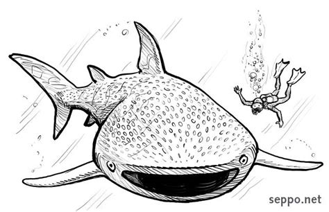 Whale Shark Drawing at GetDrawings | Free download
