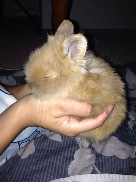 Month Old Dwarf Lionhead Bunny Rabbit Cute Just In Time For Easter