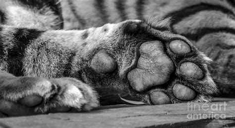 Your Tiger Feet Photograph By Darren Wilkes Fine Art America