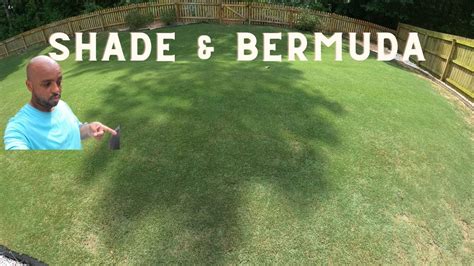 Grow Bermuda Grass In Shade Youtube