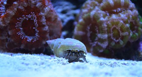 See full list on aquariumbreeder.com How to set up a saltwater reef aquarium tank- REEFEDITION