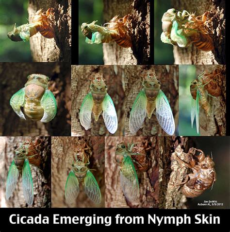 But while the cicadas have prime number life cycle such as 7 or 11. Backyard Bugs: Cicadas | Preschool Powol Packets