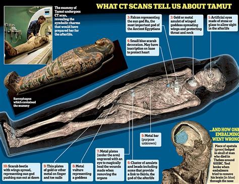 scan reveals spatula left lodged inside skull of ancient mummy daily mail online