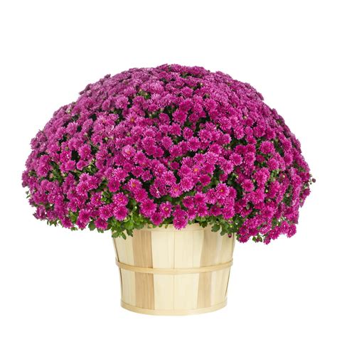 Better Homes And Gardens 25g Purple Garden Mum Live Plants With