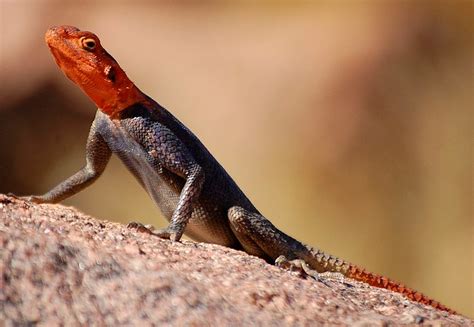 Red Headed Lizard Flickr Photo Sharing