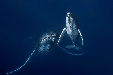 Les Plus Belles Photographies De Baleines Chambre237 Whale