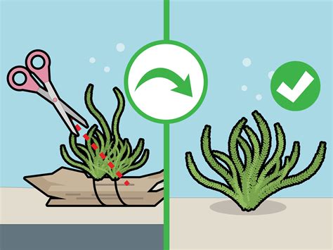How To Grow Java Moss 13 Steps With Pictures Wikihow