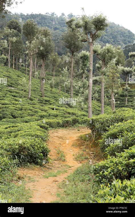 Sri Lanka Tea Plantation Stock Photo Alamy