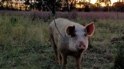Petition · Change Laws For The Keeping Of Companion And Rescue Pigs