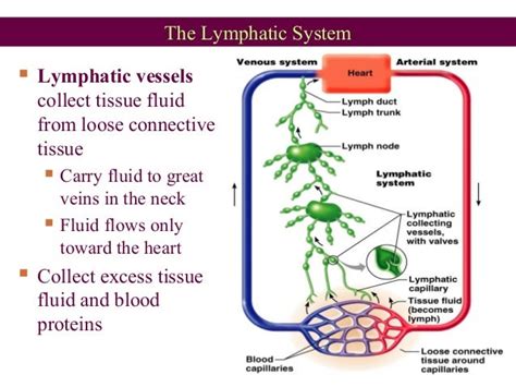 Anatomy Of Lymphatic System Ppt