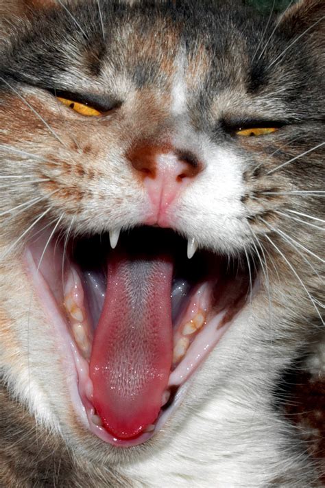 Screaming Cat 347137 By Stockproject1 On Deviantart