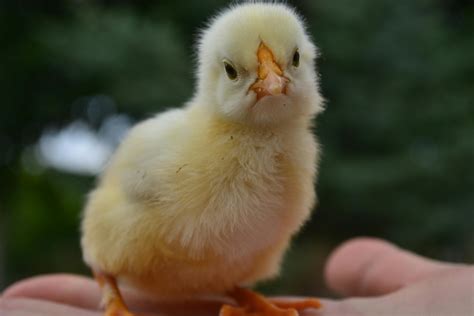 Free Stock Photo Of Animal Baby Chick Bird