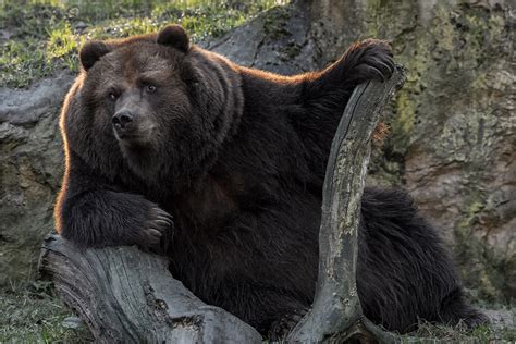 Fri for kommersiell bruk ✓ ingen henvisning nødvendig. Coole-Socke Foto & Bild | bären und wölfe Bilder auf ...