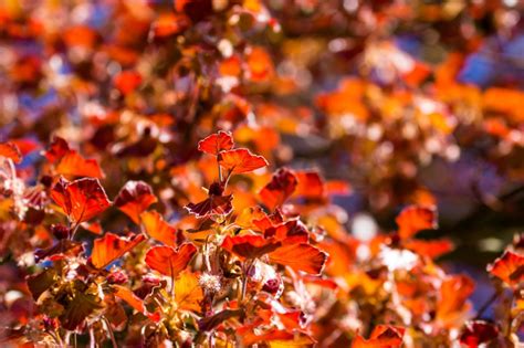 Copper Beech Fagus Sylvatica F Purpurea Alda Landscapes