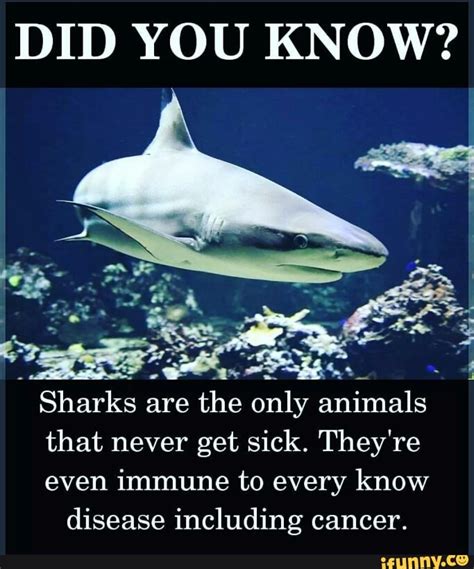 Did You Know Sharks Are The Only Animals That Never Get Sick They Re