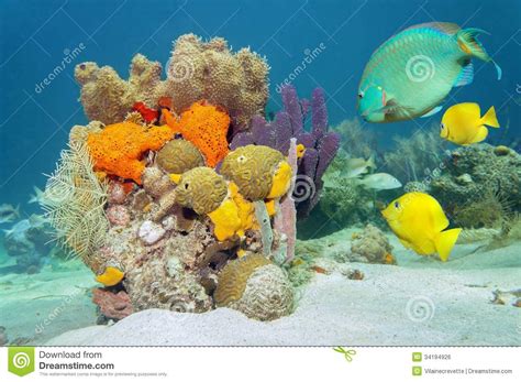 Colors Of Marine Life Underwater Stock Photo Image Of