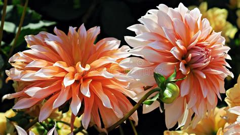 Lovely Orange Dahlia Flowers Stock Image Image Of White Blooms