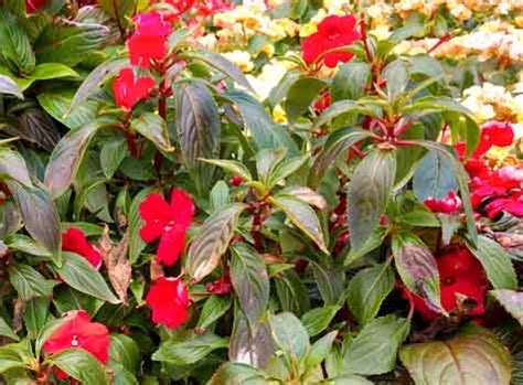 How to grow new guinea impatiens. New Guinea Impatiens Care - How To Get The Best Blooms