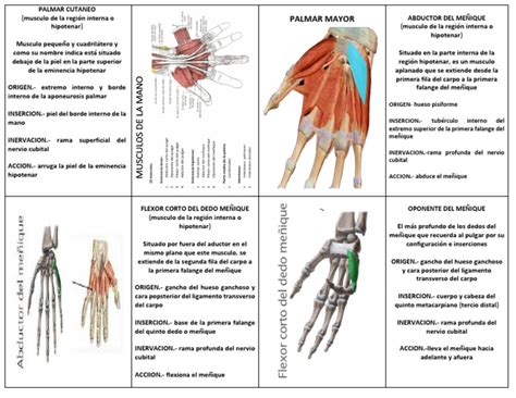 Musculos Mano Region Hipotenar Pdf Mano Tejido Suave