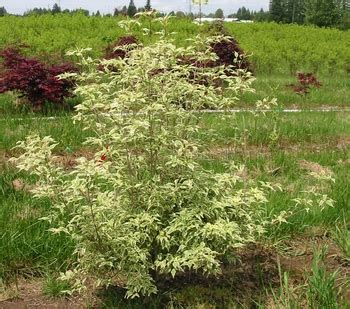 Wolf eyes chinese dogwood features showy clusters of white flowers with white bracts held atop the branches in late spring. Wolf Eyes Dogwood - Cornus kousa 'Wolf Eyes' - Wholesale