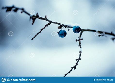 Blue Blackthorn Berries With Winter Background Cold Weather Winter