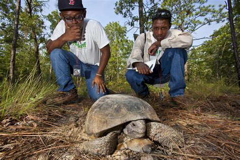 How Collaborative Conservation Is Protecting The Gopher Tortoise