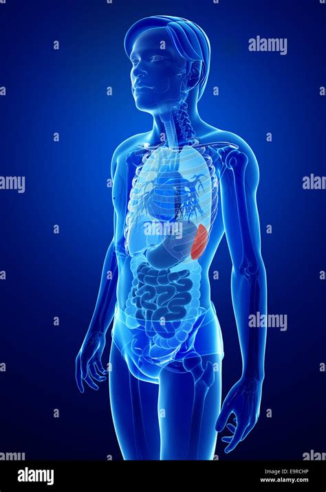 Illustration Of Male Spleen Anatomy Stock Photo Alamy