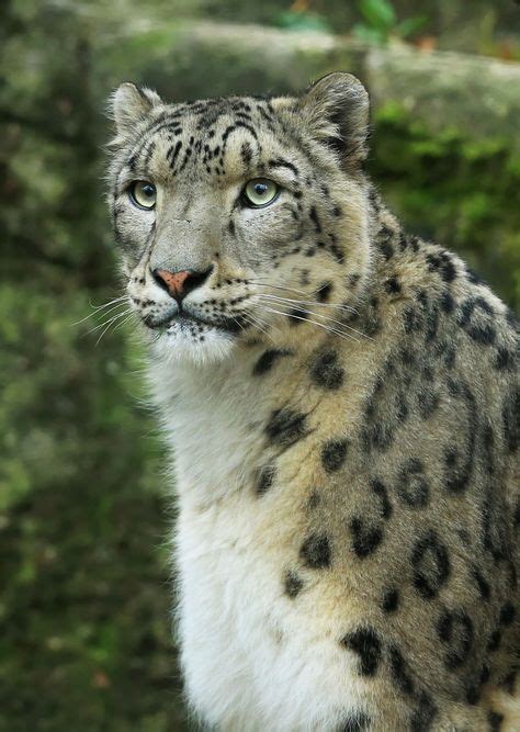 Snow Leopard Portrait By Loramulle Photo 124658775 500px Com