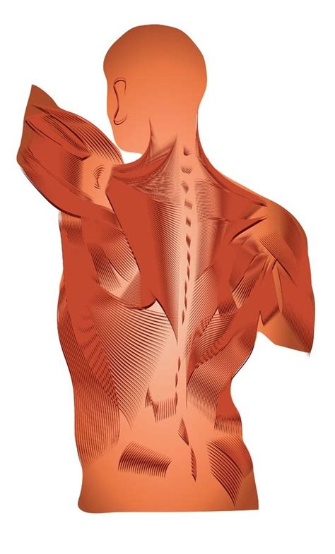 Microscopic anatomy of skeletal muscle. Muscles Move and Support the Spine
